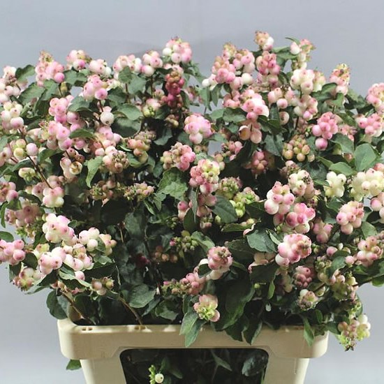 SYMPHORICARPOS MAGICAL MELODY
