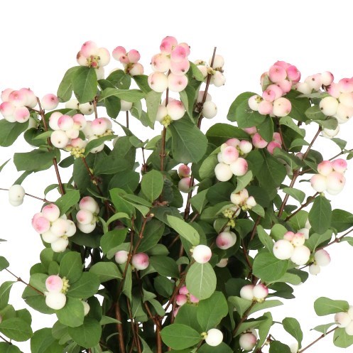 SYMPHORICARPOS MAGICAL RED RIDING HOOD