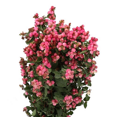 SYMPHORICARPOS MAGICAL RUBY FALL