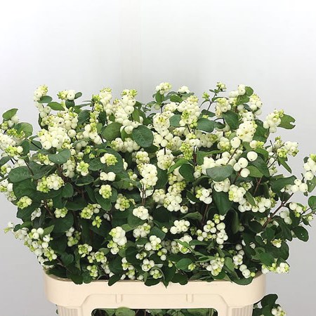 SYMPHORICARPOS MAGICAL WHITE DREAM