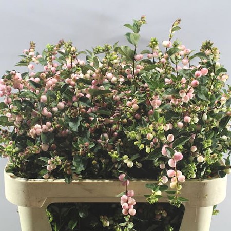 SYMPHORICARPOS MAGICAL AUTUMN BLUSH