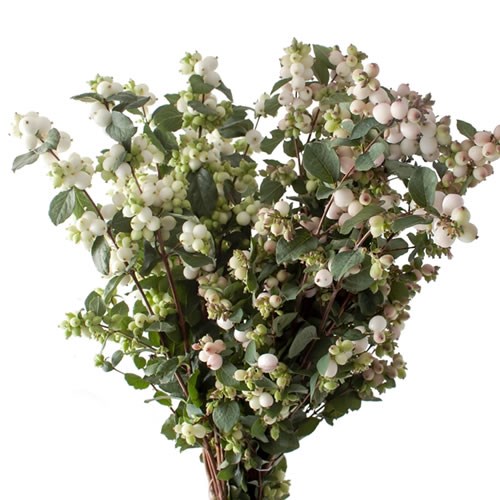 SYMPHORICARPOS MIX