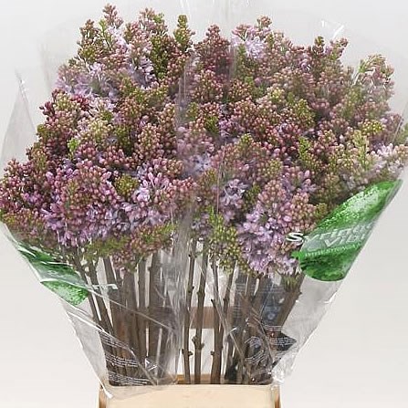 LILACS LAVALIENSIS - 2 BUDS