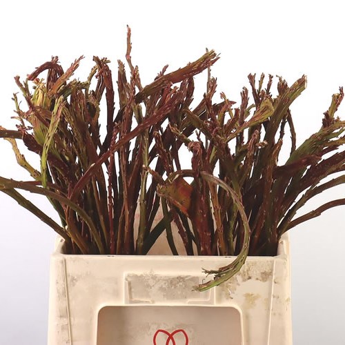 Salix Band Willow