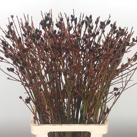 Salix Melanostachys