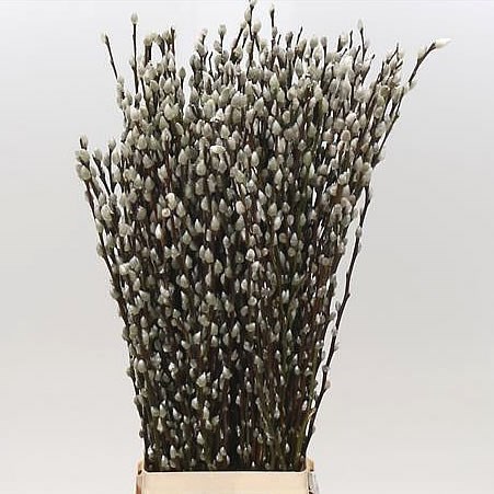 Salix Pussy Willow