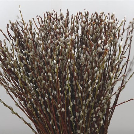 Salix Pussy Willow