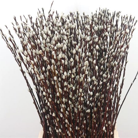 Salix Pussy Willow
