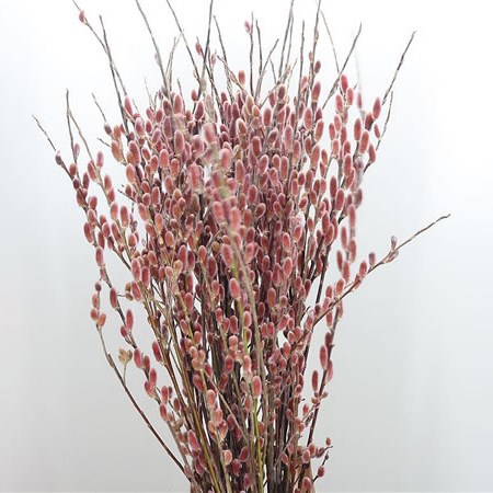 Salix Pussy Willow Red Passion