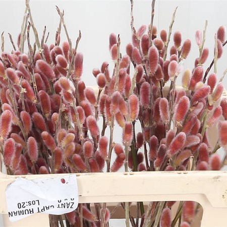 Salix Pussy Willow Red Passion