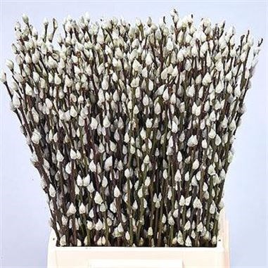 Salix Pussy Willow White Snow Flake