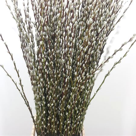 Salix Pussy Willow White Snowflake