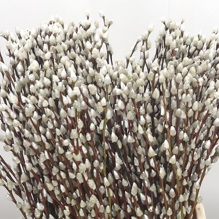 Salix Pussy Willow White Snowflake