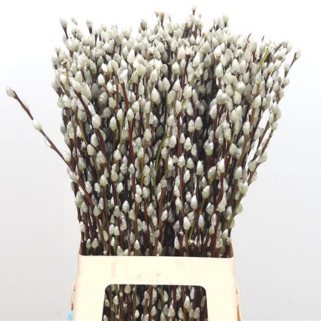 Salix Pussy Willow White Snowflake