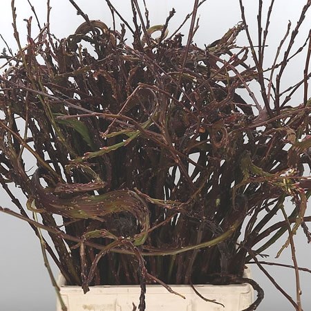Salix Sekka Bandwilg
