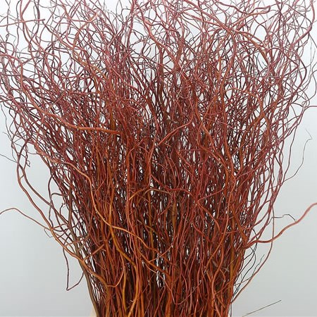 Salix (Willow)