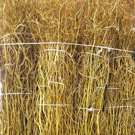 Salix (Willow) Caradoc Yellow