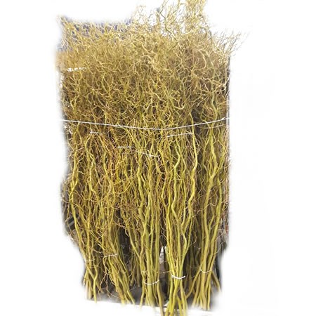 Salix (Willow) Caradoc Yellow