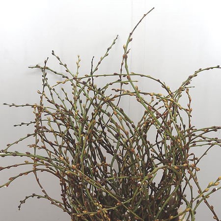 Salix (Willow) Curly Paradoc