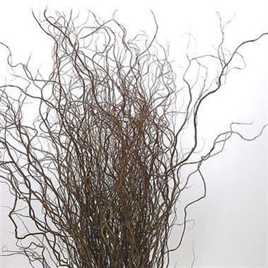 Salix (Willow) Tortuosa