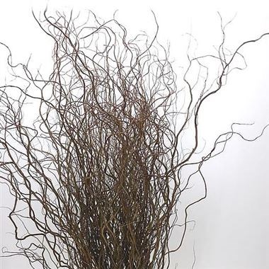 Salix (Willow) Tortuosa