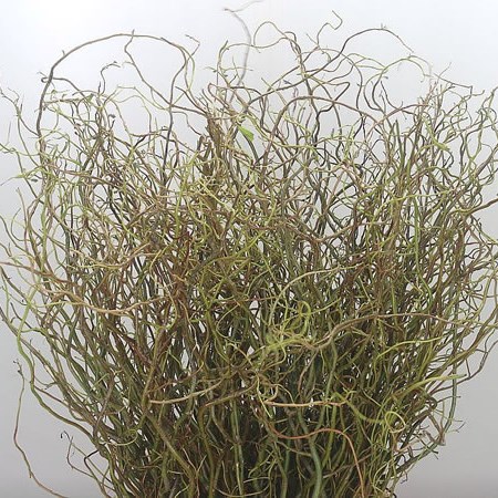 Salix (Willow) Tortuosa