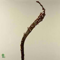 Salix bandwillow