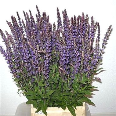Salvia caradonna