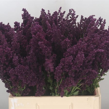 Salvia Premium Plume Power