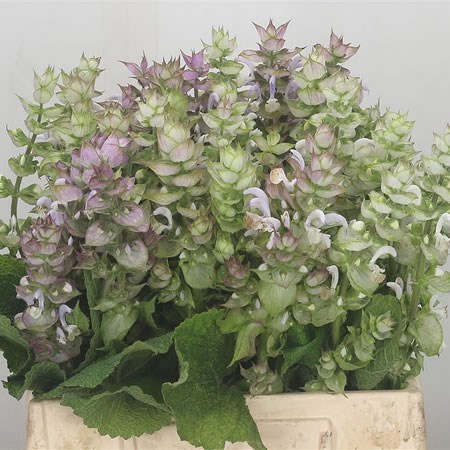 Salvia Sclarea Jomi