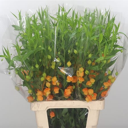 Sandersonia
