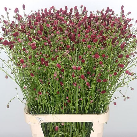 Sanguisorba Arnhem