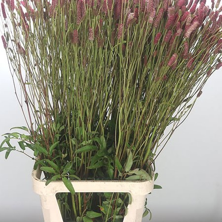 Sanguisorba Big Dream