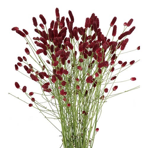 Sanguisorba Oriental Dream