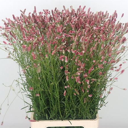 Sanguisorba Pink Tanna