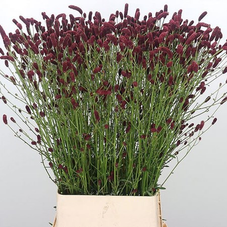 Sanguisorba Rising Star