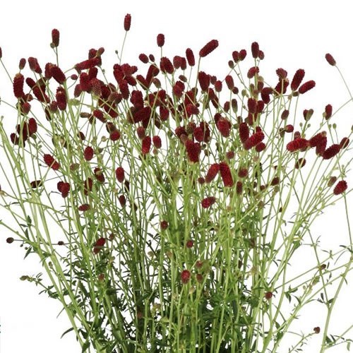 Sanguisorba Royal Star