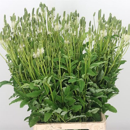 Sanguisorba White Kazan