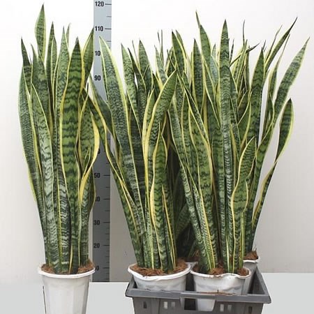 Sansevieria Laurentii