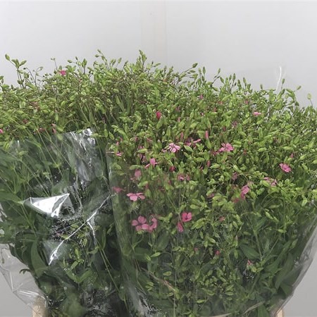 Saponaria Pink
