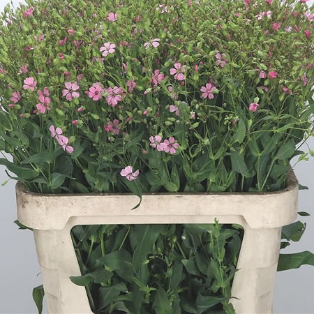 Saponaria Pink