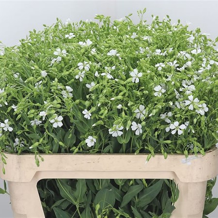 Saponaria White