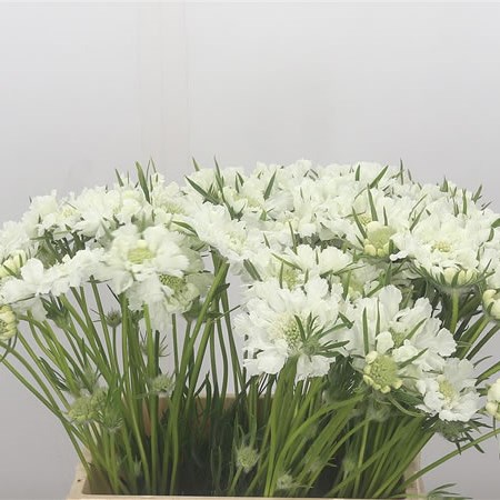 Scabious Anika