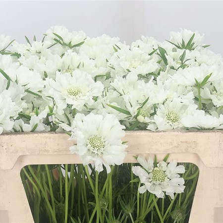 Scabious Annabelle
