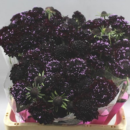 Scabious Blackberry Scoop