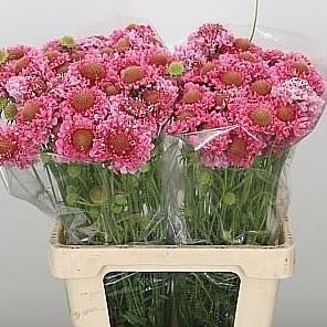Scabious Candy Scoop