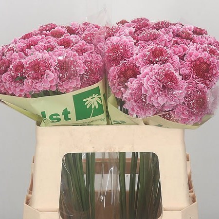 Scabious Cotten Candy Scoop