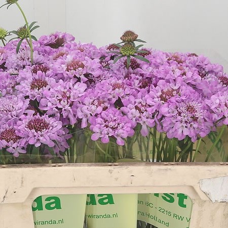 Scabious Focal Lilac Scoop