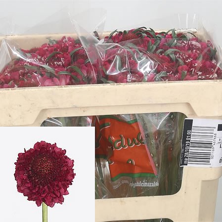 Scabious Focal Scoop Hot Pink