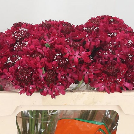 Scabious Focal Scoop Hot Pink